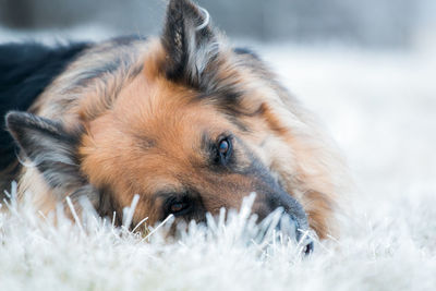 Close-up portrait of dog lying on snow