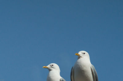 Low angle view of seagulls against clear blue sky