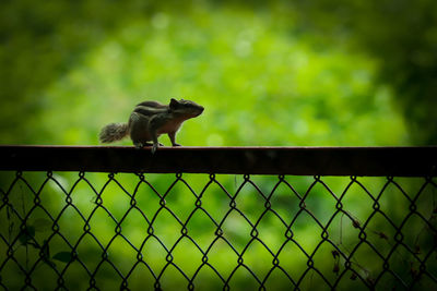 Lizard on a fence