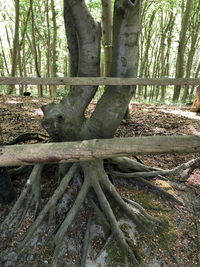 View of trees in forest