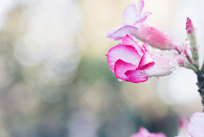 Close-up of pink rose