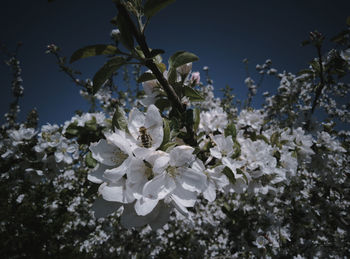 Close-up of white apple blossoms in spring