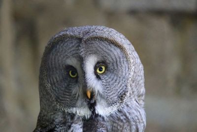 Portrait of great gray owl