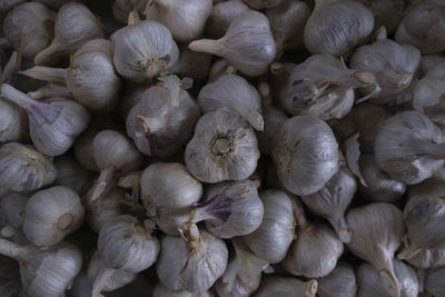 garlic