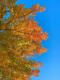 Low angle view of autumnal tree against blue sky