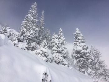 Snow covered trees against mountain