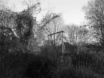 Low angle view of trees against sky