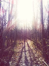 Sun shining through trees in forest