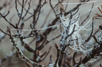 Close-up of branches covered in spider webs and little drops of water in  a swamp during sunrise