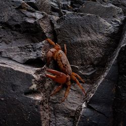 Close-up of crab on rock