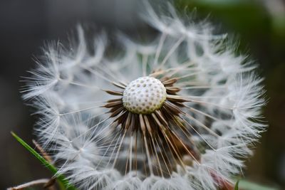 Close-up of dandelion on plant