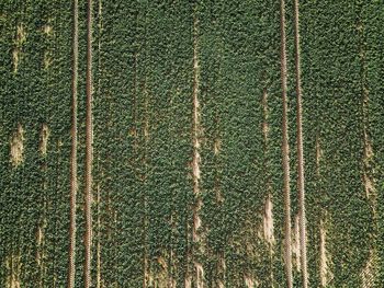 Full frame shot of pine trees in field