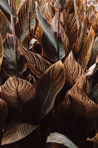 Full frame shot of wicker basket for sale