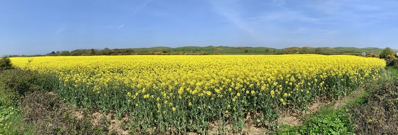Scenic view of oilseed rape field against sky