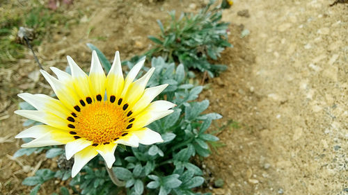 Close-up of yellow flower blooming outdoors