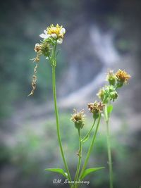 Close-up of flowering plant on field