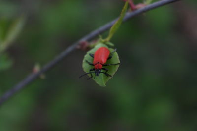 Close-up of insect on plant