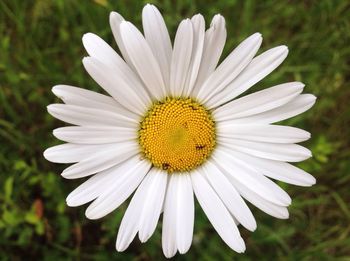 Close-up of white flower blooming outdoors