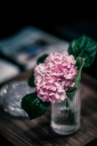 Close-up of pink rose