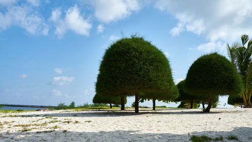 Trees on beach against sky