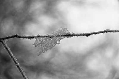 Close-up of frozen plant