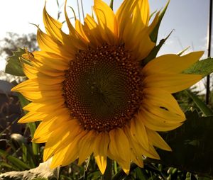 Close-up of sunflower