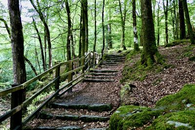 Footpath amidst trees in forest