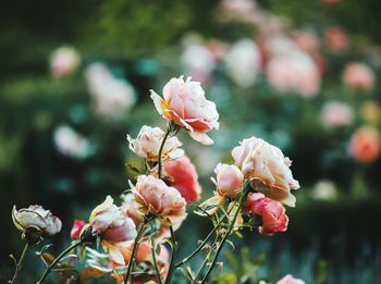 Close-up of pink flowers