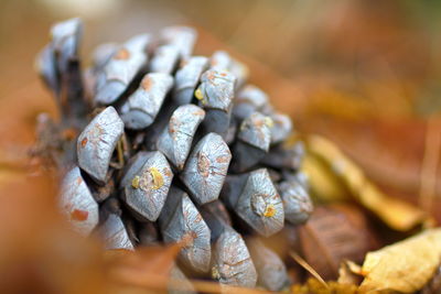 Close-up of stack of plant