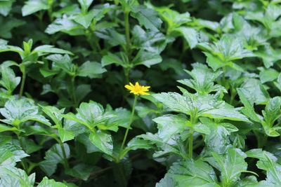 Close-up of plants