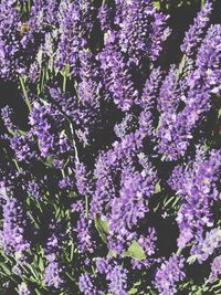 Close-up of purple flowering plants