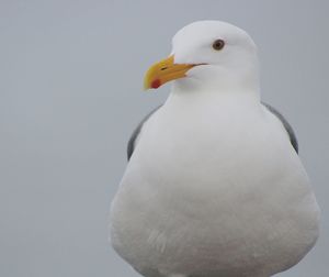 Close-up of bird perching outdoors