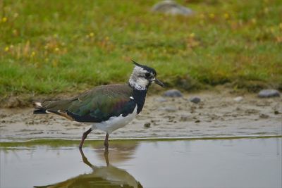 Side view of a bird in water