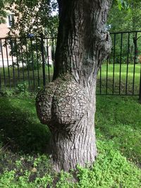 Close-up of tree trunk