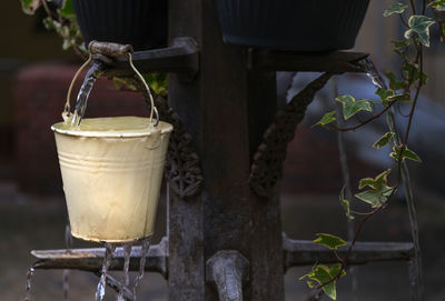 Close-up of potted plant
