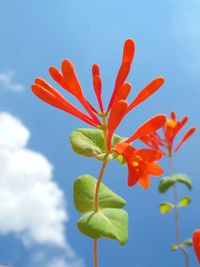 Low angle view of red flowers against sky