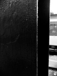 Close-up of tree trunk