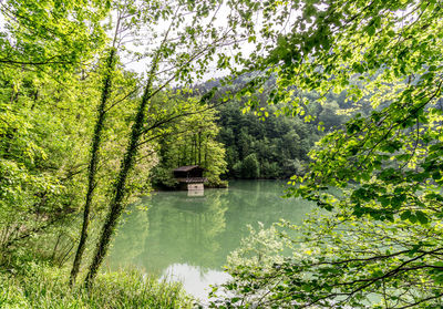 Scenic view of lake in forest