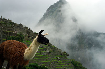 Llama in front of the wayna picchu