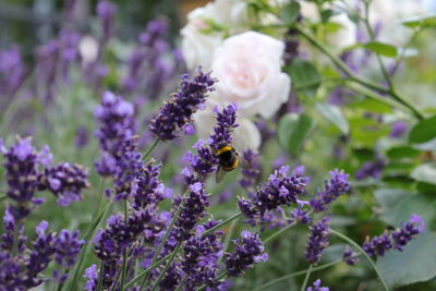 Close-up of bee pollinating on purple flowering plant