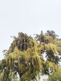 Low angle view of trees against clear sky