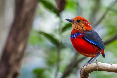 Close-up of a bird perching on branch