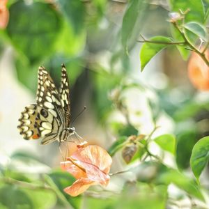 Close-up of butterfly on plant