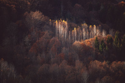 View of trees in forest during autumn