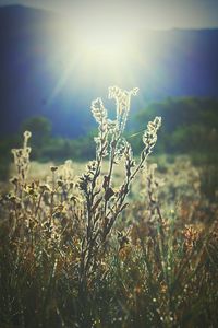 Close-up of fresh plants against sky