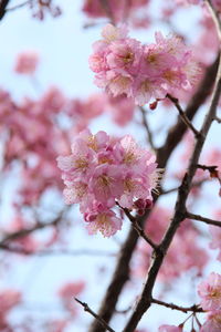 Close-up of pink cherry blossom