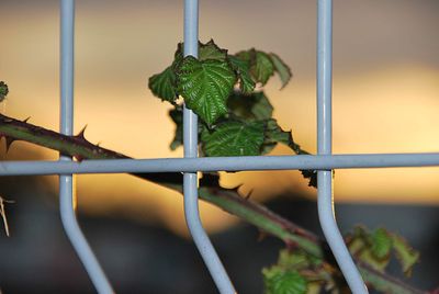 Close-up of plant growing by fence