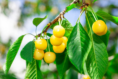 Sweet yellow cherries with green leaves on the branch