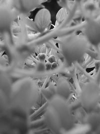 Full frame shot of flowering plants