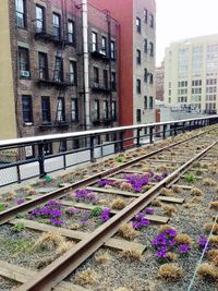 View of pink flowers in city